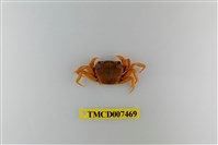 藏品(拉氏清溪蟹)的圖片